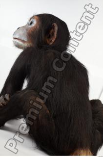 Chimpanzee - Pan troglodytes 0028